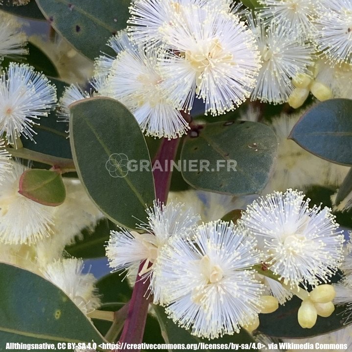 Myrtifolia acacia, myrtle leaf mimosa image